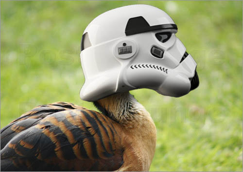 duck stormtrooper